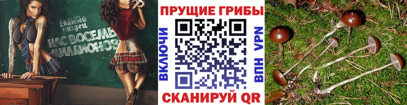 Галлюциногенные грибы мицелий где можно купить Хадыженск